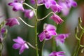 Orchid, Dendrobium Berry Oda. purple flowers and buds Royalty Free Stock Photo